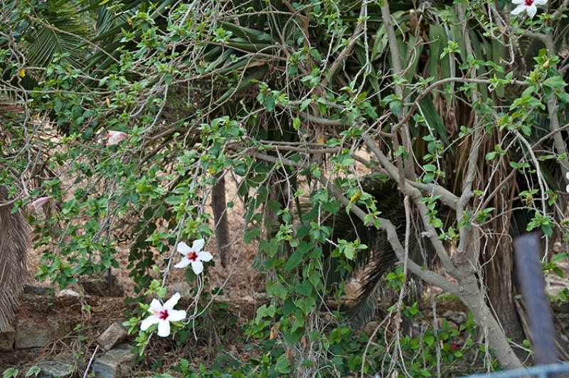 Arbusto fiorito. Gonia Monastery. Crete Island