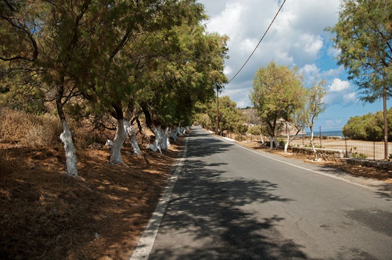 Fila di alberi lungo la strada verso Moni Gonias. Photo Impressioni Jazz