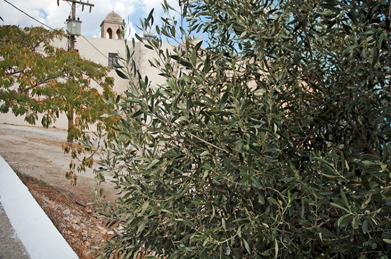 Rami di ulivo. Il monastero-fortezza, sullo sfondo.