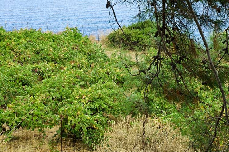 Vigneto sulla costa sud-est della penisola di Rodopos. Photo Impressioni Jazz