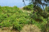 Vigneto sulla costa sud-est della penisola di Rodopos. Photo Impressioni Jazz