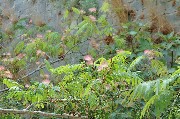 Thumbs/tn_Impressione_floreale.jpg