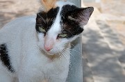 Thumbs/tn_Un_gatto_socievole_a_Rethymno.Creta.Grecia.jpg