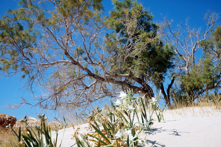 ../Images/Dune_di_sabbia.Giglio_marino.Elafonisi.jpg