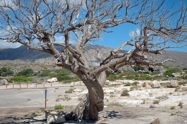 ../Images/Elafonisi.Environmental_conservation.An_old_Tree.jpg
