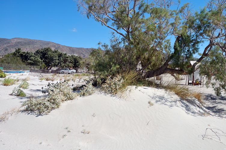 ../Images/Flora_delle_dune.Elafonisi.jpg