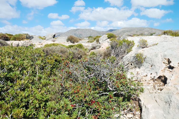 ../Images/Flora_lungo_la_costa.Elafonisi.jpg