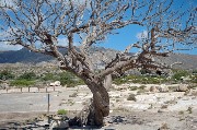 Thumbs/tn_Elafonisi.Environmental_conservation.An_old_Tree.jpg