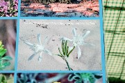 Thumbs/tn_Pancratium_maritimum.Sea_Lily.jpg