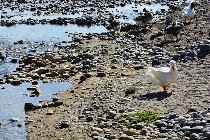 oche in riva al mare / PhotoSilvana Matozza, Guido Bonacci