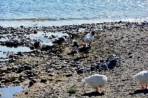 Oche sulla spiaggia / PhotoSilvana Matozza, Guido Bonacci