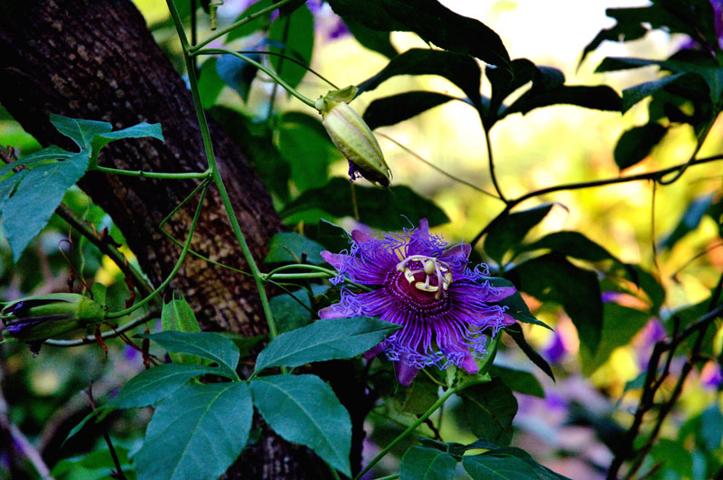 fiore viola. Subtropical-mediterranean Garden. Ischia Island