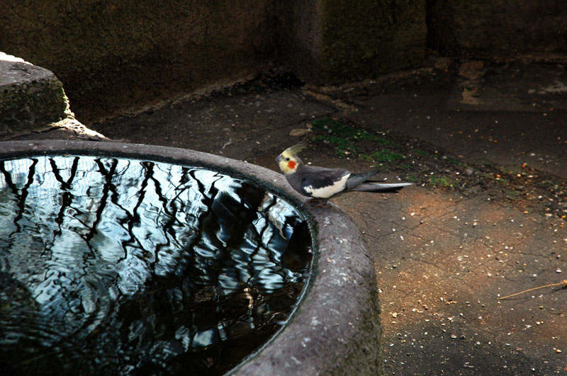 pappagallo sul bordo della fontana- Isola d'Ischia