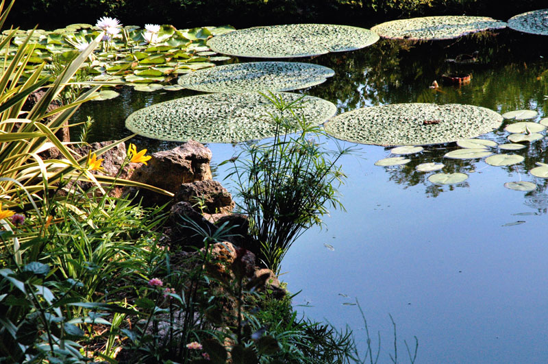 vegetazione acquatica - La Mortella Gardens - Ischia Island