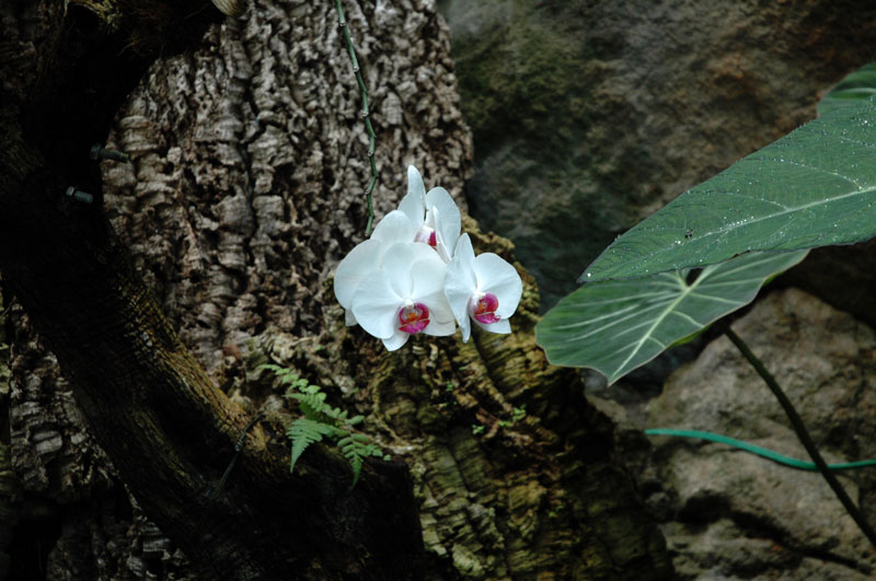 candide orchidee nella serra dei Giardini La Mortella, di Ischia - Photo Impressioni Jazz