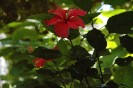fiore rosso. geo photo Impressioni jazz
