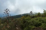 Vegetazione d'Epomeo. Isola d'Ischia / Photo Impressioni Jazz