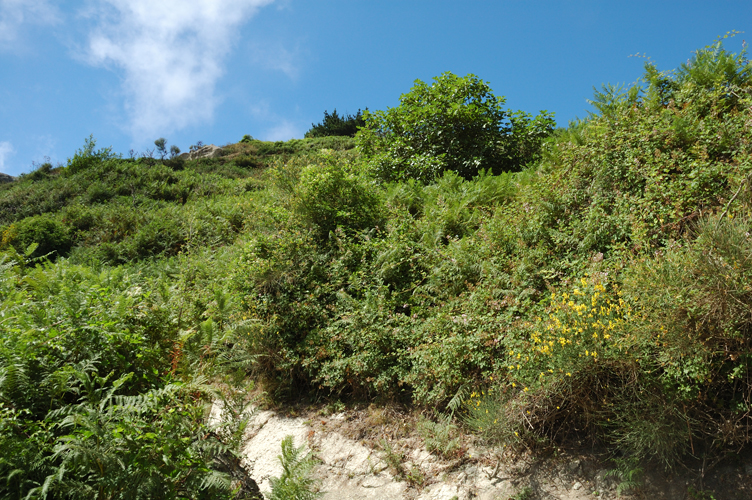 ../Images/Rigogliosa_vegetazione.Epomeo.Isola_d'Ischia.jpg