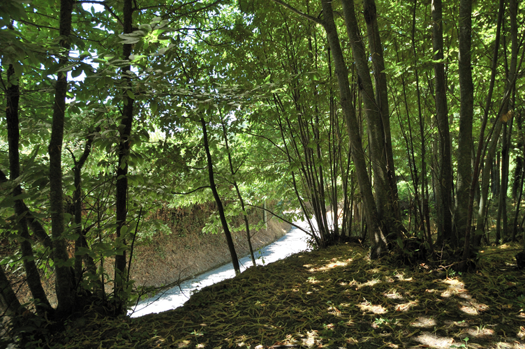 ../Images/sosta_nel_bosco.Epomeo_d'Ischia.jpg