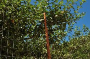 Thumbs/tn_Alberi_da_frutta_lungo_la_strada.Epomeo.jpg