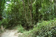 Thumbs/tn_Epomeo.Zona_boscosa.jpg