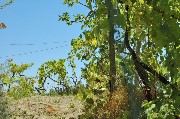Thumbs/tn_Grappoli_uva.Strada_per_Epomeo.jpg
