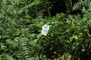 Thumbs/tn_Ischia.Strada_Epomeo.Fiore.jpg