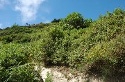 Thumbs/tn_Rigogliosa_vegetazione.Epomeo.Isola_d'Ischia.jpg