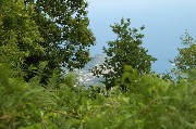 Thumbs/tn_Sant'Angelo.Vista_dal_Monte_Epomeo.jpg