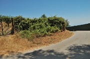Thumbs/tn_Serrara_fontana_d'Ischia.Scorcio_tornante_strada_Epomeo.jpg