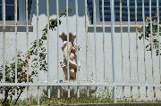 Thumbs/tn_cornucopia.villetta_Epomeo.jpg