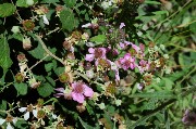 Thumbs/tn_pianta_di_More.Fiori_e_frutti.jpg