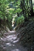 Thumbs/tn_sentiero_nel_bosco-Epomeo.Isolo_d'Ischia.jpg