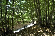 Thumbs/tn_sosta_nel_bosco.Epomeo_d'Ischia.jpg