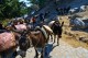 asini_arrivo