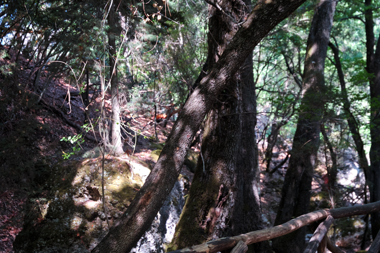 ../Images/Valley_of_Butterflies.Rhodes.jpg