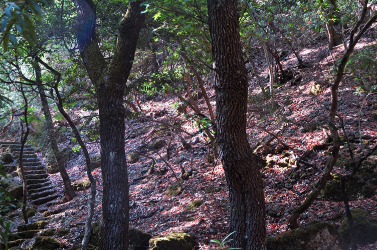 ../Images/alberi_Valle_delle_farfalle.jpg