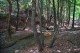 il sole filtra tra gli alberi rischiarando la valle