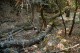 qualche squarcio di luce tra gli alberi della valle / Geo Photo Gallery Impressioni Jazz