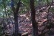 uno scorcio degli alberi nella valle