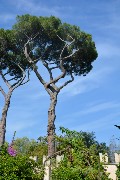 Veduta del Giardino all'interno della Fortezzuola, sede del Museo Pietro Canonica.