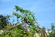 Thumbs/tn_Particolare-del-pozzo.Giardino-Museo.jpg