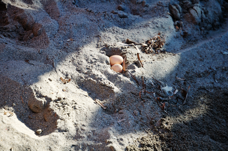 ../Images/Eggs.Sea_turtles.Gerani.Crete.Grece.jpg