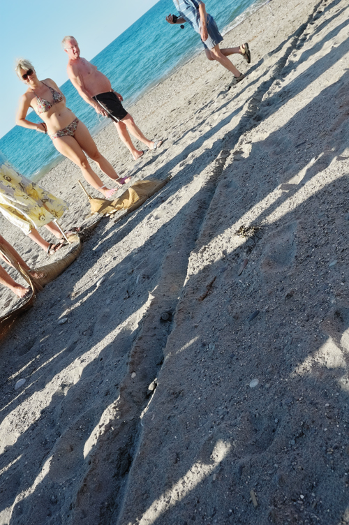 ../Images/Folla_aspetta_al_traguardo.The_Hatchlings_sea_turtles..jpg