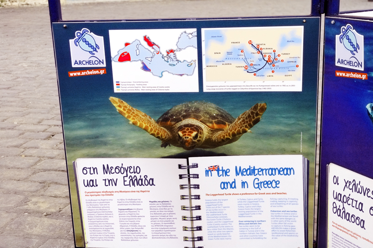 ../Images/Tortue_Caouanne.Caretta caretta.In_the_Mediterranean_and_in_Greece.jpg