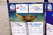 Thumbs/tn_Tortue_Caouanne.Caretta caretta.In_the_Mediterranean_and_in_Greece.jpg