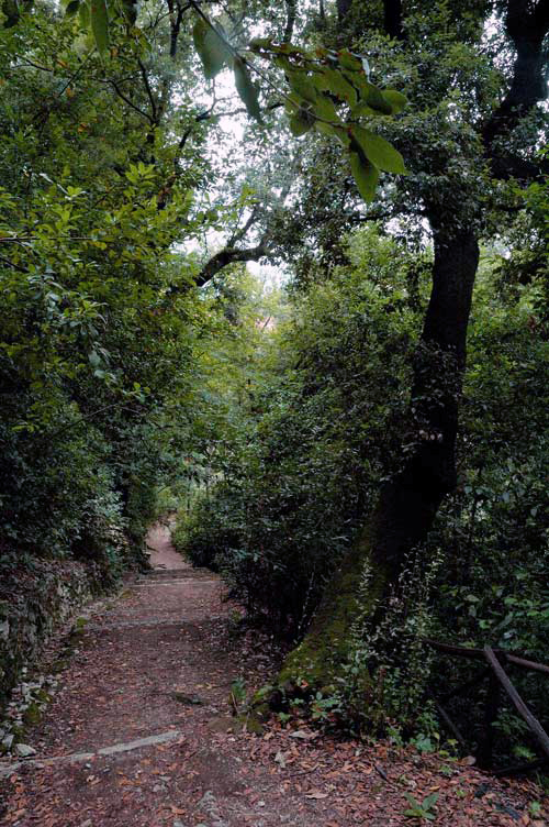 scorcio d'un viale del parco - Photo Impressioni Jazz