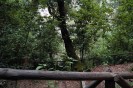 Veduta da un n viale del parco