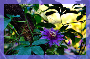 LA Mortella, viste dei giardini e Museo Walton - Ischia / Geo photogallery Impressionijazz